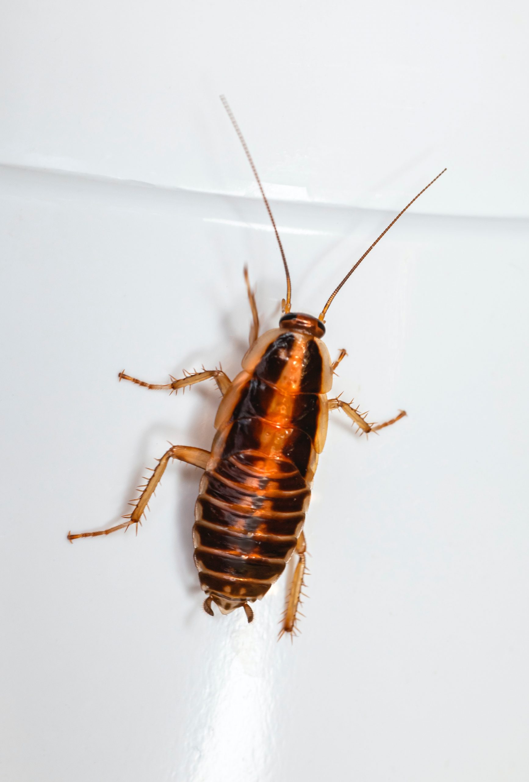 Que Pasa Si Aplastas Una Cucaracha